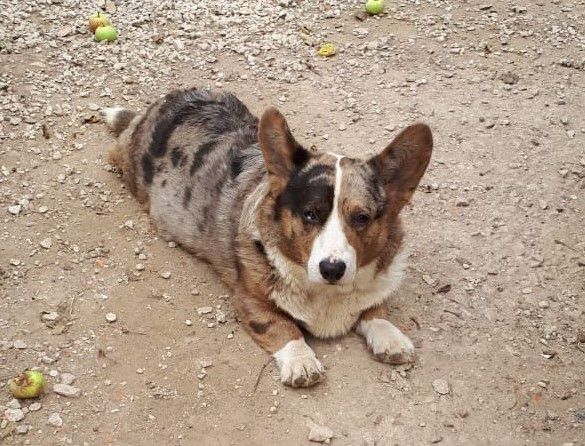 Yanshtuk Obvorozhitelniy Bars | Cardigan Welsh Corgi 