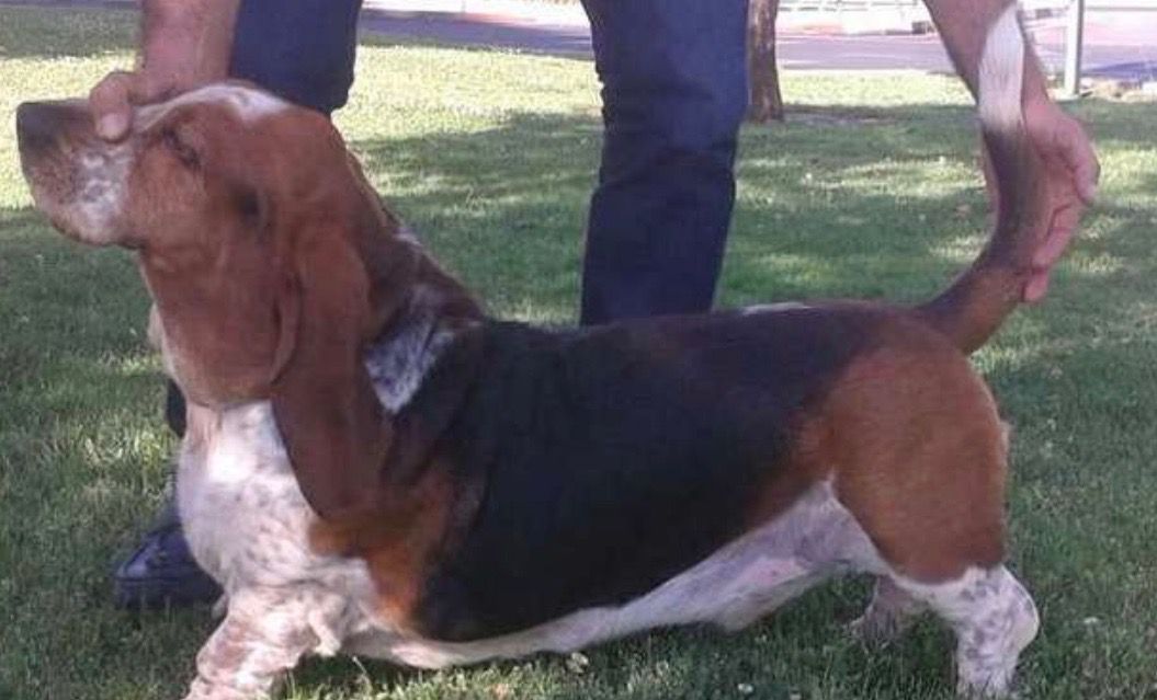 LUCAS DE SANZ | Basset Hound 