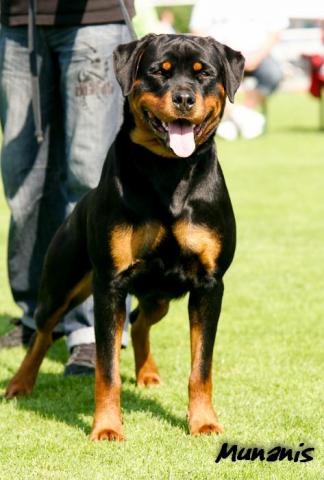 Anna vom Hardebuscher Hof | Rottweiler 