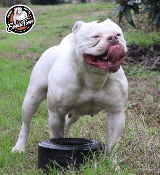 Bulletbulls BORA @ Guero Evolution | American Bulldog 