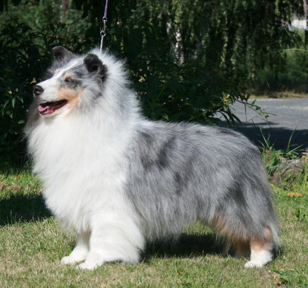 Apple Acres Mardi Gras | Shetland Sheepdog 