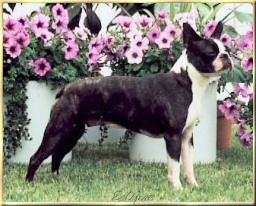 Little Sassifrass Loos | Boston Terrier 