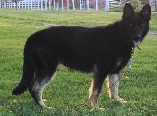 Ecko Haus Alter Baum | German Shepherd Dog 