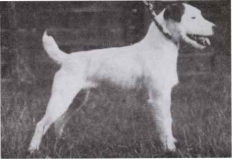 Jack of Beacon | Parson Russell Terrier 