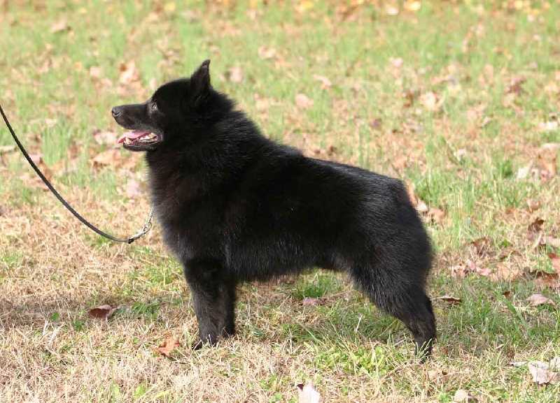 Shalako Just Johny | Schipperke 