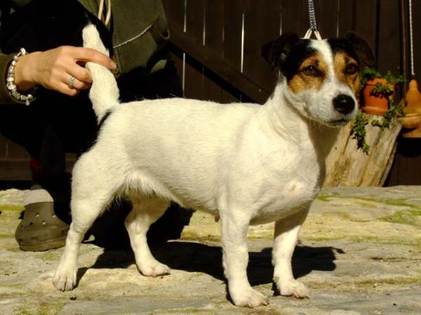 Xena For Aimy V. Ons Eiland | Jack Russell Terrier 