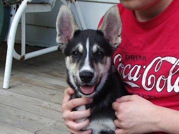 Saxton | Siberian Husky 