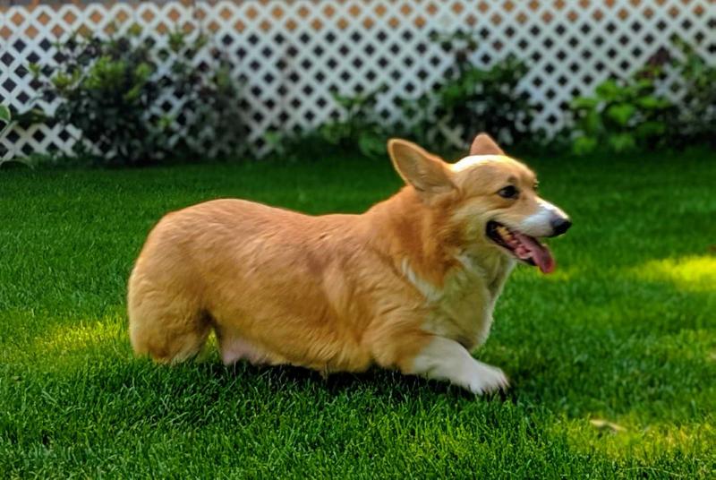 CB Miss Sofia | Pembroke Welsh Corgi 