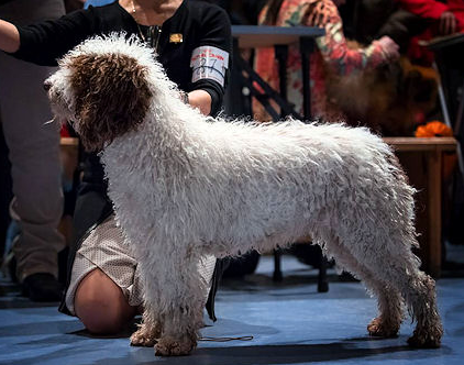 Queca de Laseles | Spanish Water Dog 