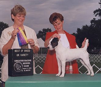 Fox Valley Flirt | Jack Russell Terrier 