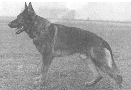 Ohle vom Rundeck | German Shepherd Dog 