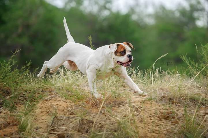 PANY ERAMBULL | American Bulldog 