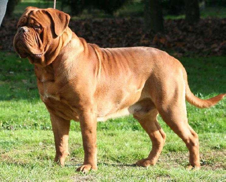 Drug Dealer de la Tour Gelee | Dogue de Bordeaux 