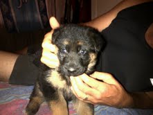 Elly Von Sandferra | German Shepherd Dog 
