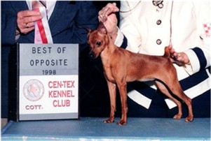 Glenhaven's Peanut But'r Cooky | Miniature Pinscher 