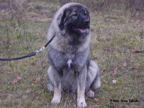 Aba Murka Zlatni Štit | Yugoslavian Shepherd Dog-Sarplaninac 