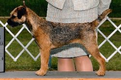 Meadowlake Sharp Dressed Girl | Border Terrier 