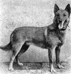 Tomy (Malinois) Segers LOB138 | Belgian Groenendael 