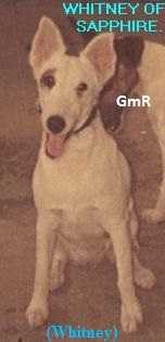 Whitney Of Sapphire At GMR | Smooth Fox Terrier 