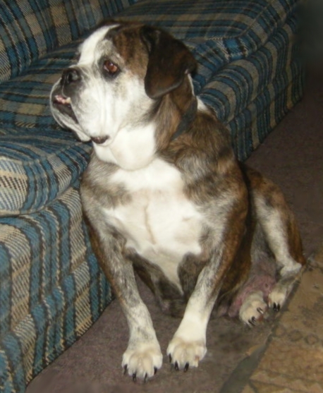 Greenly's Vicki | Olde English Bulldogge 