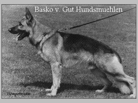 Basko von Gut Hundsmühlen | German Shepherd Dog 