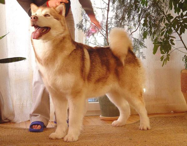 Alkantara Pimienta Roja | Alaskan Malamute 