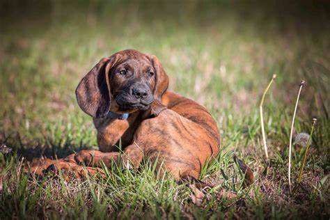 Hanoverian Scenthound