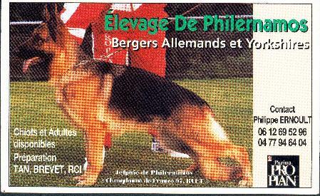 Jelphie de Philernamos | German Shepherd Dog 