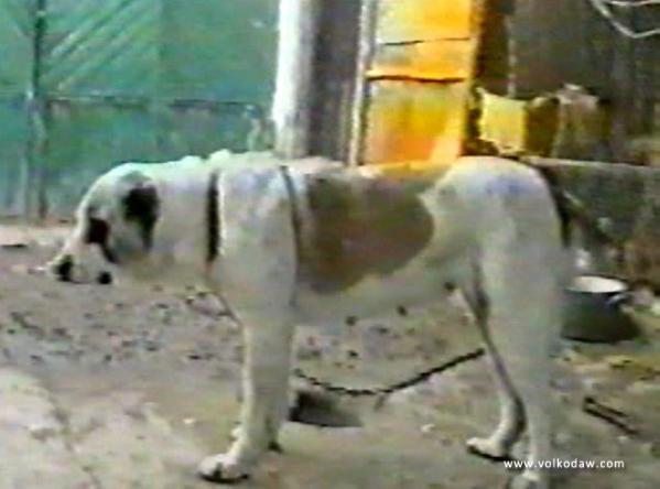 Karagez 'ow.Muhamedov' | Central Asian Shepherd Dog 