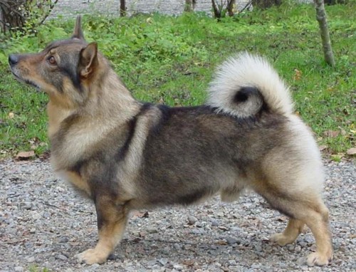 JERMU | Swedish Vallhund 