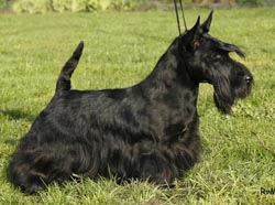 Lucia's Dream Serendipity | Scottish Terrier 