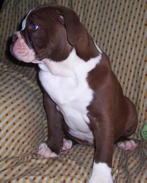 BuffaloCreek's Hershey | Olde English Bulldogge 