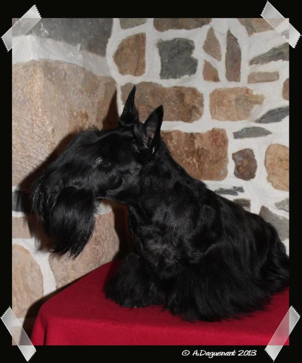 TY CHAS SKOT Dahl Sonj | Scottish Terrier 