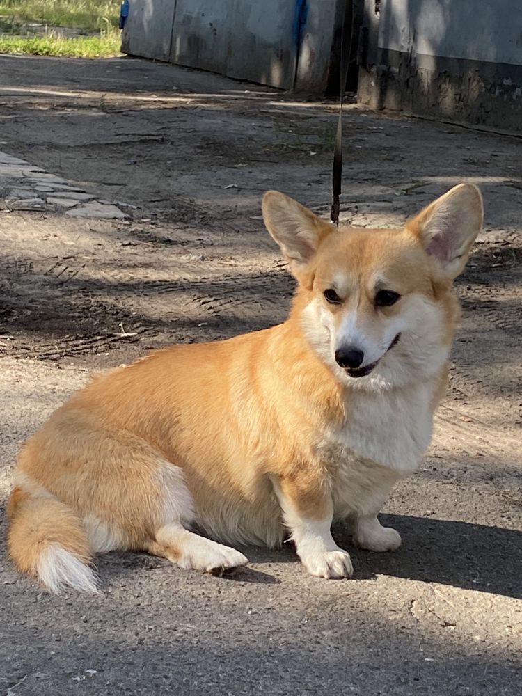 Filadel’fiya Nice Star | Pembroke Welsh Corgi 