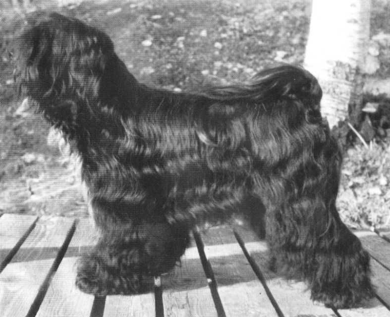 BUDOAR ALL THAT JAZZ | Tibetan Terrier 