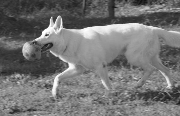 Easter Des Garous Du Maquis | White Swiss Shepherd Dog 