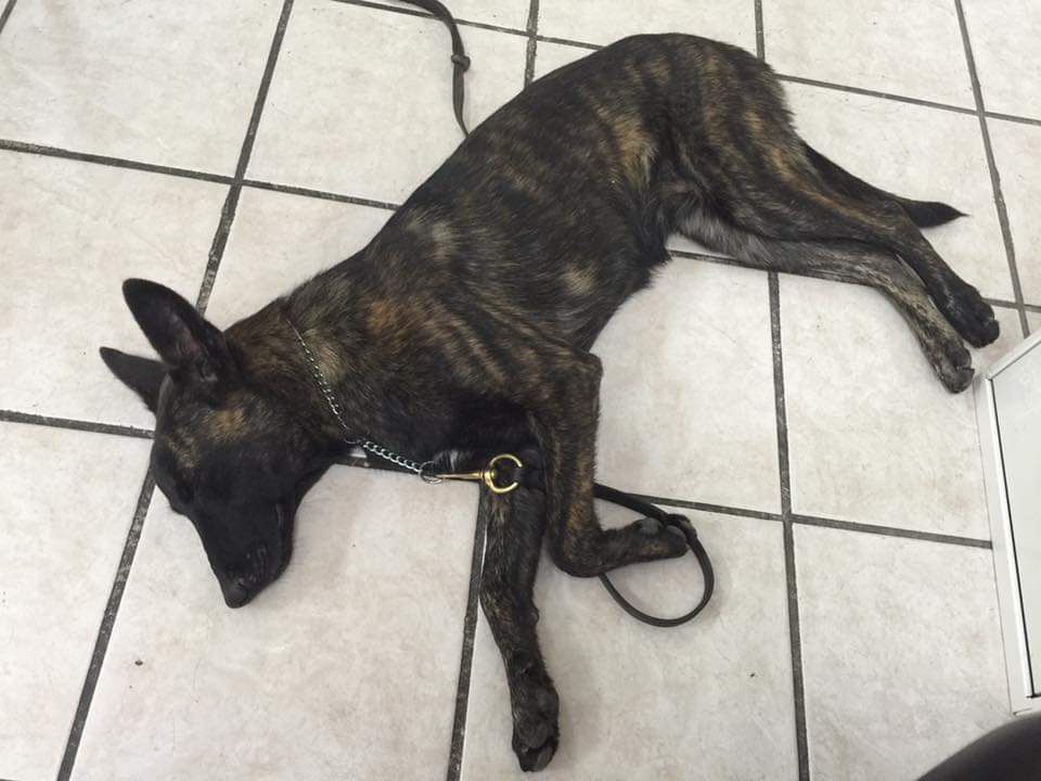LADY1 | Dutch Shepherd 