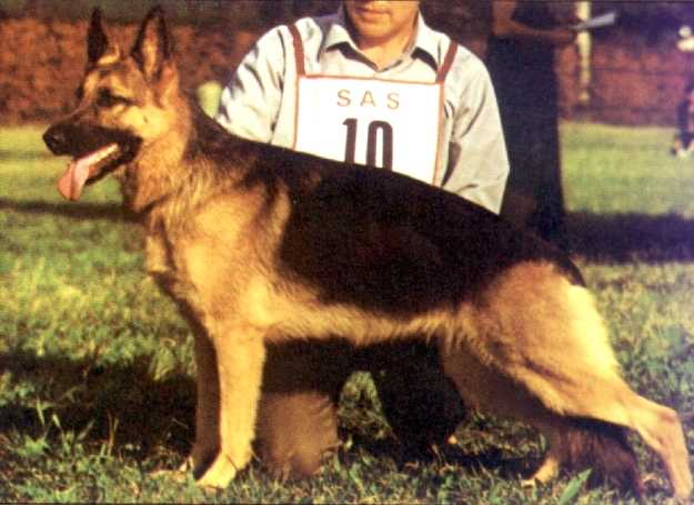 Nora del Frutteto | German Shepherd Dog 