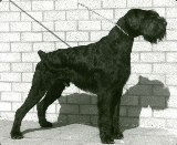 Sivan v Bergherbos | Giant Schnauzer 