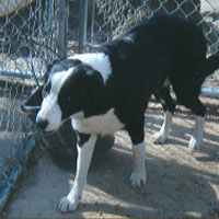 Ford | Border Collie 