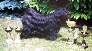 SALLY VON POTALA | Tibetan Terrier 