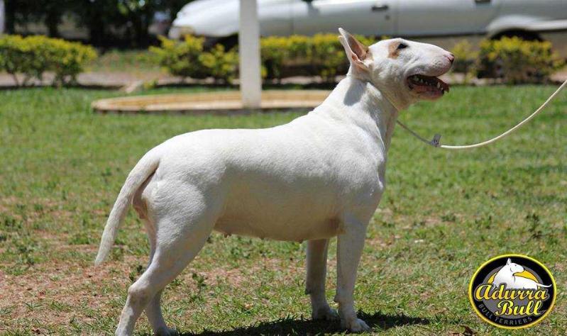 AnaBrum Miksche Bull Zuria | Bull Terrier 