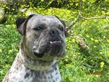 Arrowhead's Blue Rayne | Olde English Bulldogge 