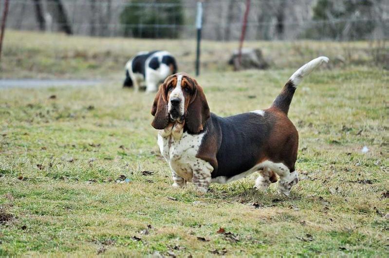 Felinka Wesole Smutasy | Basset Hound 