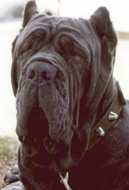 Palma del Castellaccio | Neapolitan Mastiff 