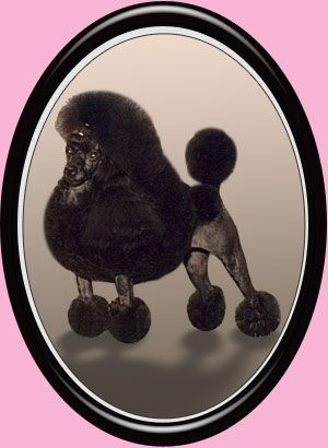 Dalin Vera | Poodle 