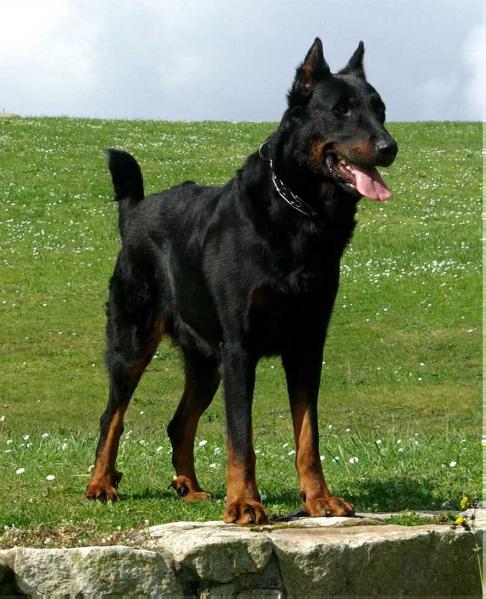 Duro de Carcabuezos | Beauceron 