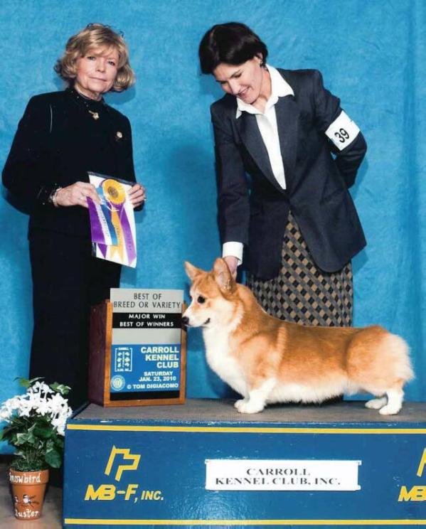 Hum'nbird Ice My Cake | Pembroke Welsh Corgi 