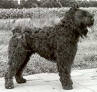 Tino van't Vonderke | Bouvier des Flandres 