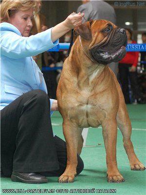 Bullstiff Nostra Paris | Bullmastiff 